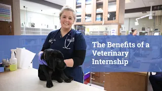 The Benefits of a Veterinary Internship