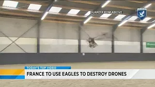 France to use eagles to take down drones