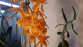 #цветение #dendrobium Stardust "Firebird" апрель-май '24г.