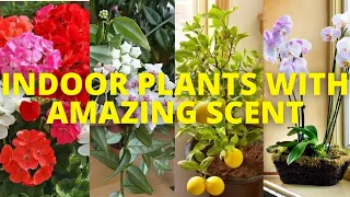 10 Indoor plants that smell good | 10 fragrant Indoor plants that make home aromatic