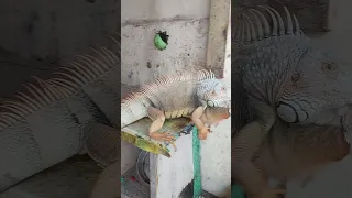 When an Iguana Experiences Free Fall - You Won't Believe What Happens Next! #shorts