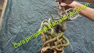 cara pengangkatan akar adenium