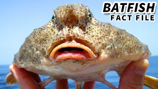 Batfish Facts: the BAT-LIKE Anglerfish 🦇 Animal Fact Files