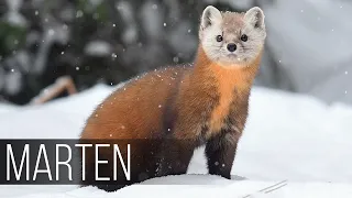 MARTEN is the most charming hunter! Marten against a cat and a hawk! How the marten hunts