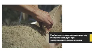 Виды искусственного осеменения овцематок