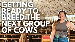 Putting CIDRs in a group of cows in the cow/calf barn | Day in the life of a 27 year old farmer