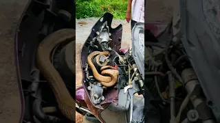 cobra 🐍 inside the scooter headlight...😲😲😲