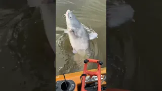 Release a fish and catch another immediately