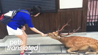 Hungriest Deer Ever?! | Foodies | Pets Translated