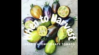 How to Know or Tell When to Harvest Brad's Atomic Grape Tomatoes/ Jana's Beautiful Mess Garden Tips