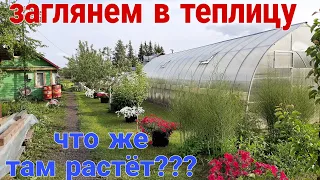 Дачные новости, обзор участка в начале лета. Что растёт в теплицах и огороде?