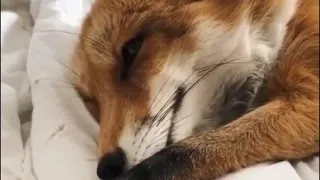 Как просыпается лиса? How does a fox wake up?