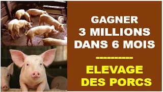 Comment Gagner 3 millions FCFA grâce à l'Elevage de Porcs dans 6 mois