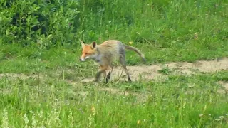 Líška hrdzavá-Vulpes vulpes