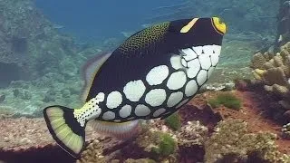 Filefish & Triggerfishes - Reef Life of the Andaman - Part 12