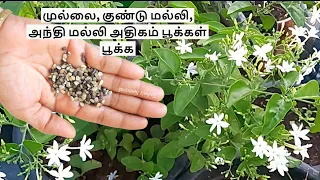 கொடி இல்லாமல் செடியாக இப்படி முல்லை மல்லி வளருங்க நிறைய பூக்கள் பூக்கும் | new method grow  jasmine