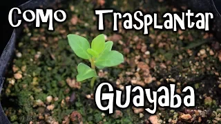 Germinar semillas de guayaba TRASPLANTE! || México Verde