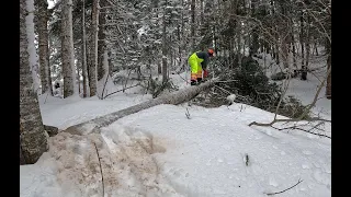 Logging Huge Trees, Lifting By Hand