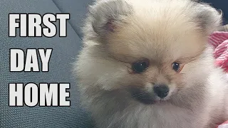 8 week old Pomeranian Puppy | FIRST DAY HOME!