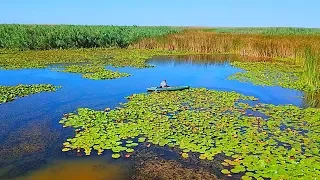 ВОТ ЭТО РЫБАЛКА НА КАРАСЯ. РЫБЫ МНОГО В КАМЫШАХ. Рыбалка на поплавок. Поклёвки крупным планом.