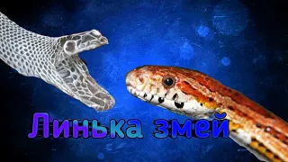 Линька змей. Для чего линяют змеи ? правильноя линька у змей.