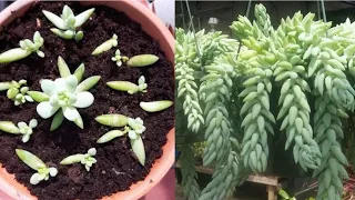 Donkey's tail / Burro's tail  propogation tips / (Assamese) How to grow donkey's tail plant at home