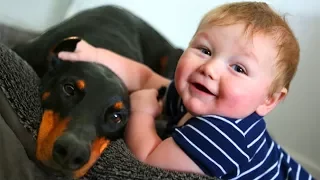 Doberman And Baby Playing Funny Compilation