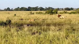 Pride submits to a marauding male lion