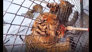 Feeding Siberian Tigers at Harbin Tiger Park (China)