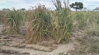 How to plant fodder crops at a feedlot farm