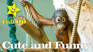 Cute and funny orangutans#shorts#funny #orangutans#funnyanimals # funny video#monkeys