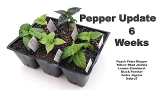 6 Week Pepper Update