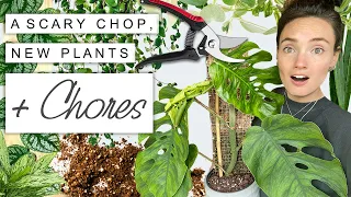 Chopping My Dubia 😰 + NEW PLANTS! Chilled Plant Chores and Chat 💚