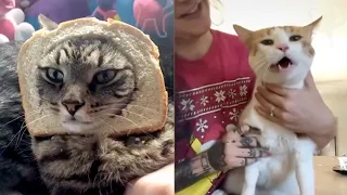 BEST DANK CAT MEMES COMPILATION OF 2020 Part 1 (From TikTok)