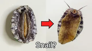 Why Is Abalone Called A Sea Snail? - Abalone Dissection