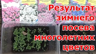 Результат зимнего посева многолетних цветов в контейнеры под снег. Удобно, просто, без заморочек.