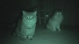 Cats reveal their true colors when the light's off. (ENG SUB)