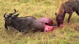 12 CRAZIEST Animal Fights Caught On Camera - Most Amazing Wild Animal Attacks-ის ასლი