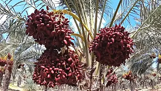 Финиковая пальма - королева оазисов | Как это растет?