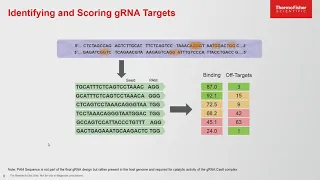 Simplified Online Tools for CRISPR Cas9 Gene Editing Design and Confirmation