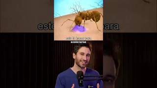 ¿Cómo es la picadura de una hormiga? | Doctor Negrete