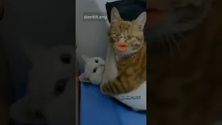 meow meow funny   cat funny short videos funny video #catlover #funnyvideo #gali