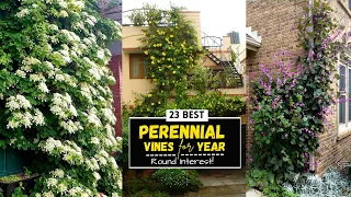 23 Best Perennial Vines For Year-Round Interest! |  Climbing Plants