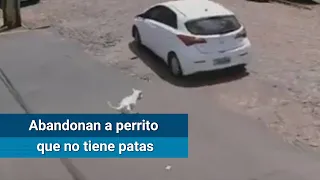 Captan a mujer que abandonó a perro con discapacidad en Brasil