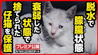 【子猫 保護】ここはどこ...？突然捨てられ、元気がない子猫を緊急保護しました