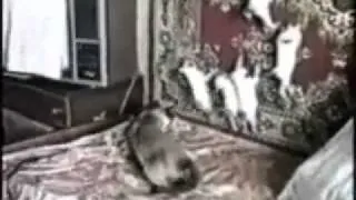 Funny cats (смешные коты) - Котэ!