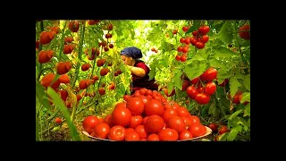 I Gathered 30kg of Fresh Tomatoes and Prepared a Delicious Dish for Winter Storage! OMELET SHAKUSHKA