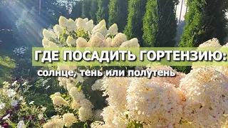 ГДЕ ПОСАДИТЬ ГОРТЕНЗИЮ: на солнце, в тень или полутень | Где лучше посадить гортензию