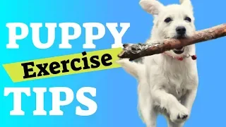 Puppy Exercise - Tips to Tire Out a Puppy