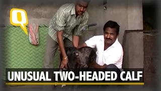 The Quint: Newborn Two-Headed Calf Revered as ‘Godly Incarnation’